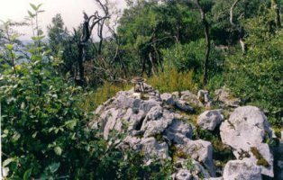 Tontorra