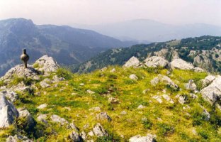 Tontorra
