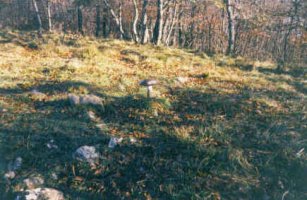 Tontorra