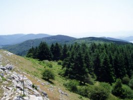 Jarindotik ikusita