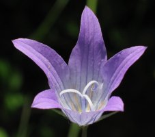 Lorea