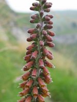 Loreak