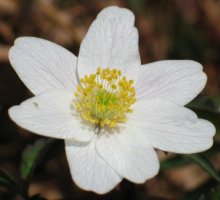 Lorea