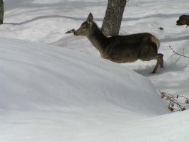 Fauna