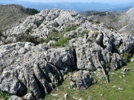 Tontorra