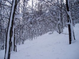 Ipar magaleko basoa