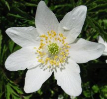 Lorea