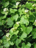 Landare multzoa