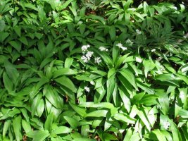 Landare multzoa