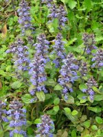 Landare multzoa
