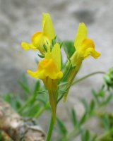 Loreak