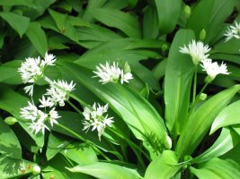 Lore eta hostoak