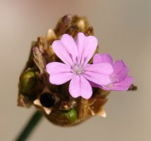Lorea