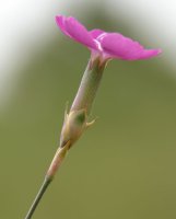 Kaliza