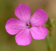 Lorea