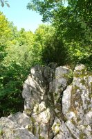 Tontorra