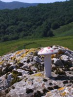Zabalaitzeko buzoia