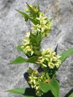 Loreak