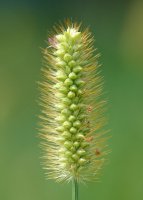 Panikula