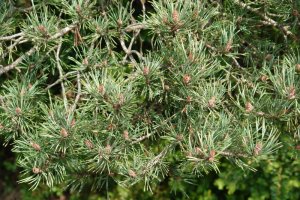 Adaskak loretan