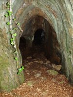 Harpea