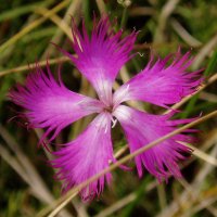 Dianthus hyssopifolius hyssopifolius