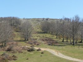 Bizkarlatza