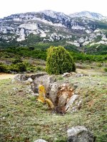 Layaza trikuharria