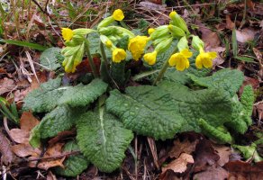Primula alatior