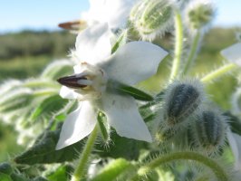 Borago