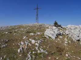 Mirutegi tontorra