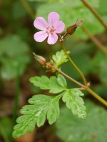 Zaingorria