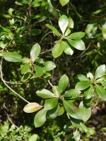 Viburnum tinus