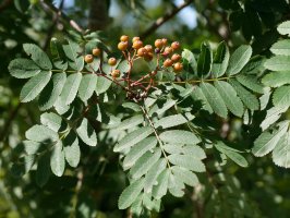 Sorbus aucuparia, Aralarren, Abuztuan
