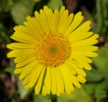 Doronicum plan­ta­gi­neum, Ilarduia aldean