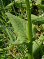 Doronicum plan­ta­gi­neum, Ilarduia aldean