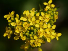 Sisymbrium austriacum chrysanthum, Latasa aldean