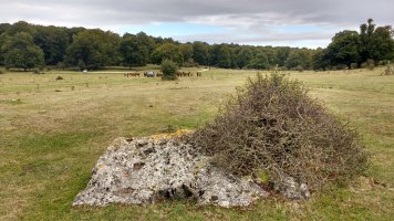Legaire 1 zutarria