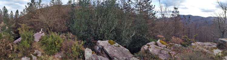 Tontorra