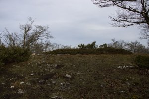 Basozelaia eraztuna
