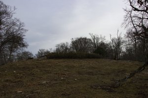 Basozelaia eraztuna