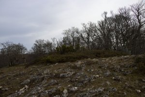 Basozelaia eraztuna