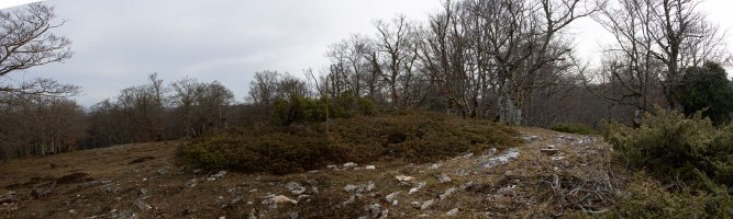 Basozelaia eraztuna