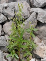 Mercurialis huetii