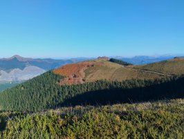 Arrola