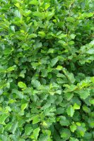 Alnus glutinosa