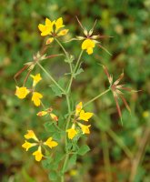 Lotus corniculatus