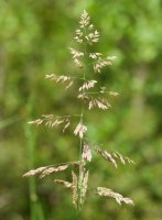 Holcus lanatus