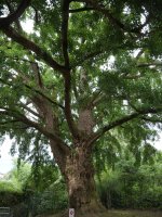 Hernaniko ginkgoa
