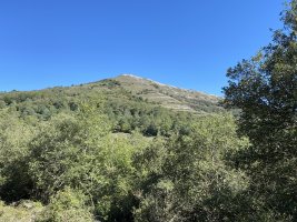 Armikelo